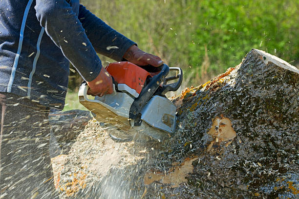  Springtown, TX Tree Services Pros