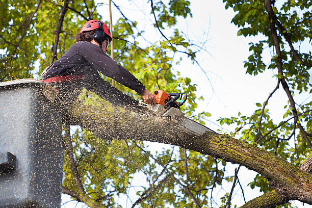 Best Tree Disease Treatment  in Springtown, TX